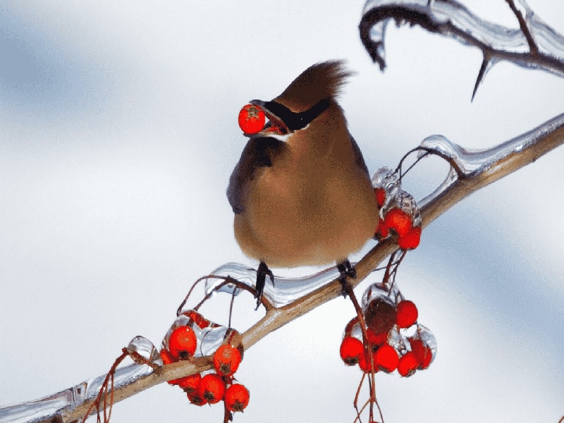 试管怀孕5周试管凝集1 200杰特宁移植一次费用